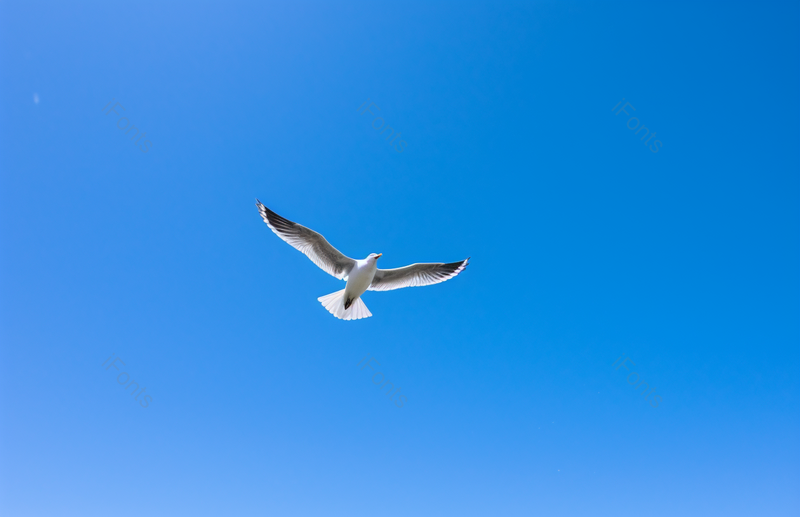 海报设计背景广告设计素材元素天空中飞翔的海鸥,高清,摄影图,摄影图片,图片大全,摄影图免费下载